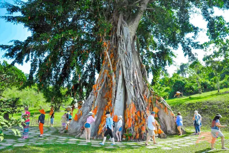 Cây cổ thụ Yang Bay